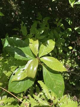 Image of Symplocos cochinchinensis var. philippinensis (Brand) Nooteboom