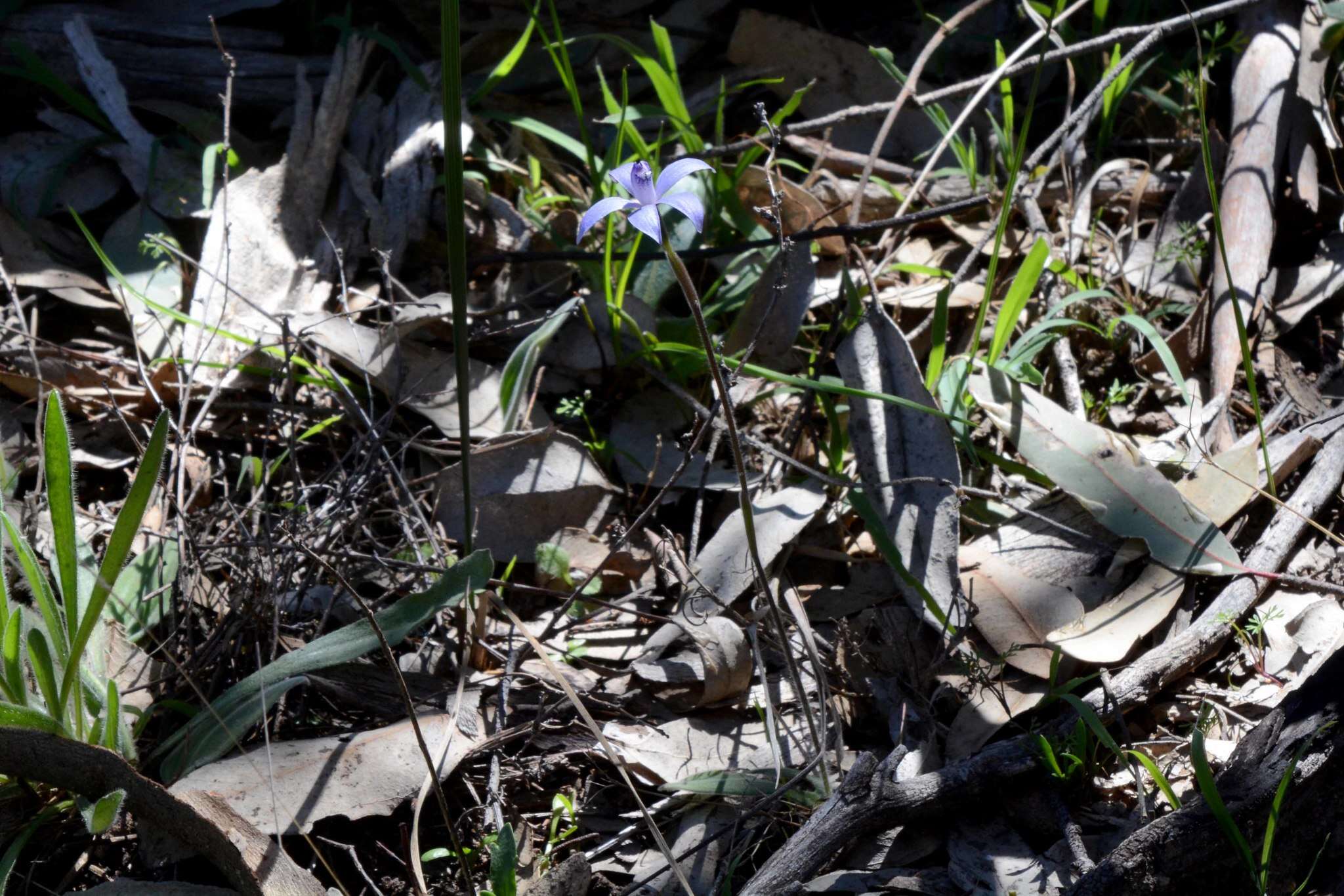 Caladenia sericea Lindl.的圖片