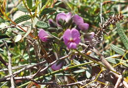 Image of Handsome Wedge Pea