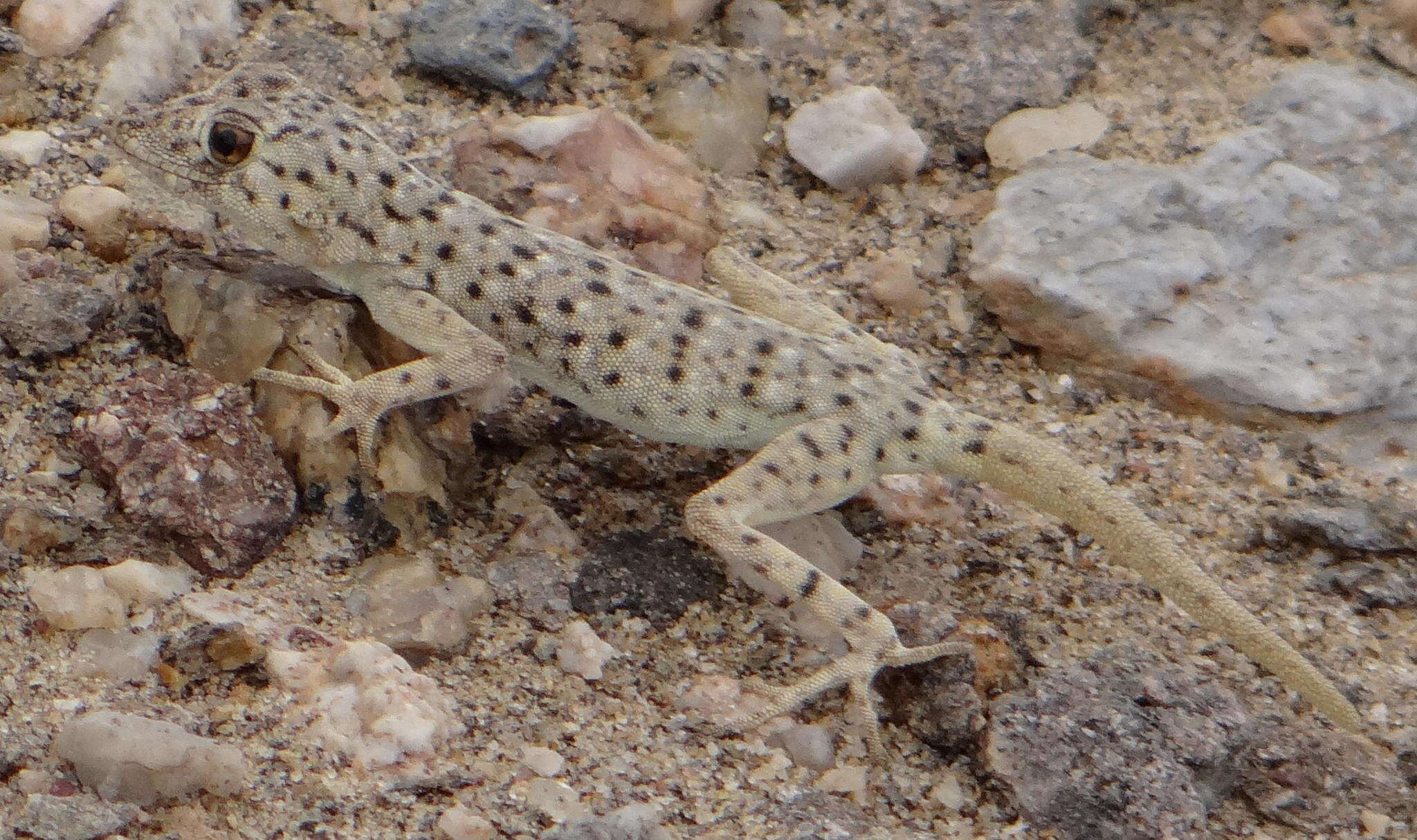 Image of Namib Day Gecko