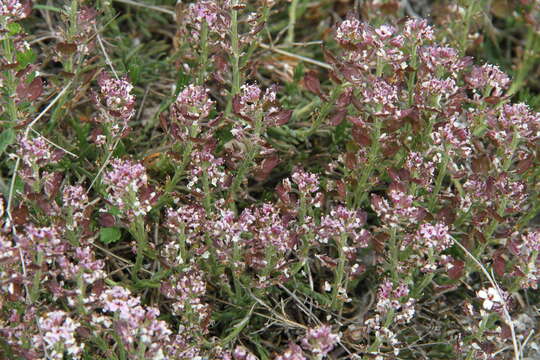 Plancia ëd Iberis saxatilis L.