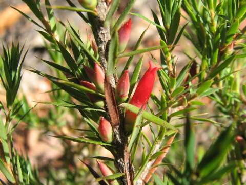 Слика од Astroloma humifusum (Cav.) R. Br.