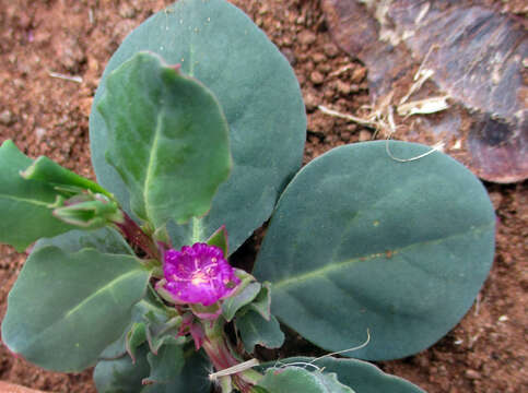 Image of Corbichonia decumbens (Forsk.) Exell