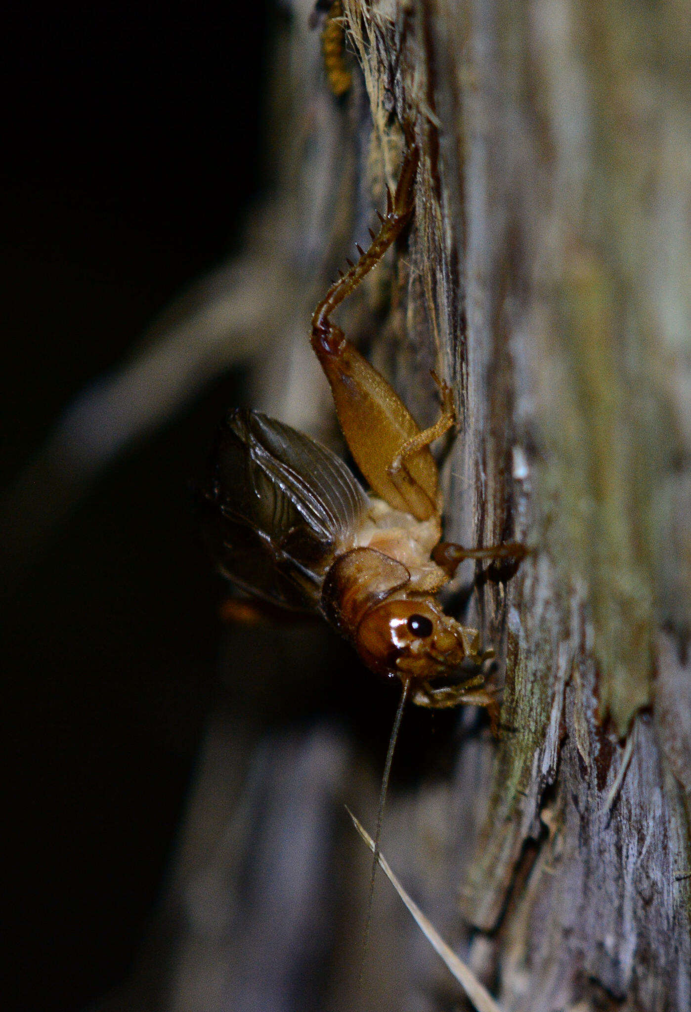 Image of Common Short-tailed Cricket