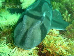 Image of Port Jackson Shark