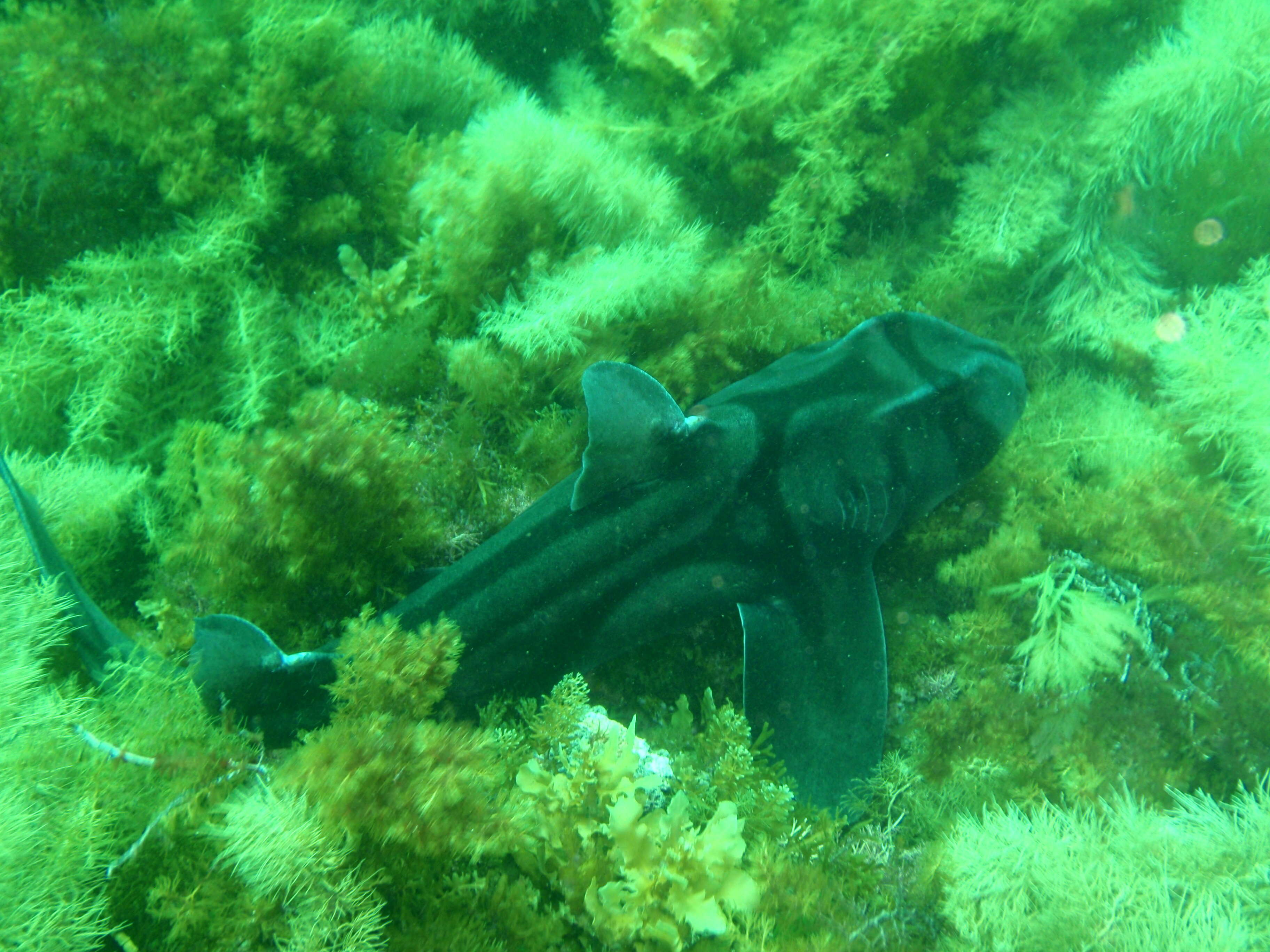 Image of Port Jackson Shark