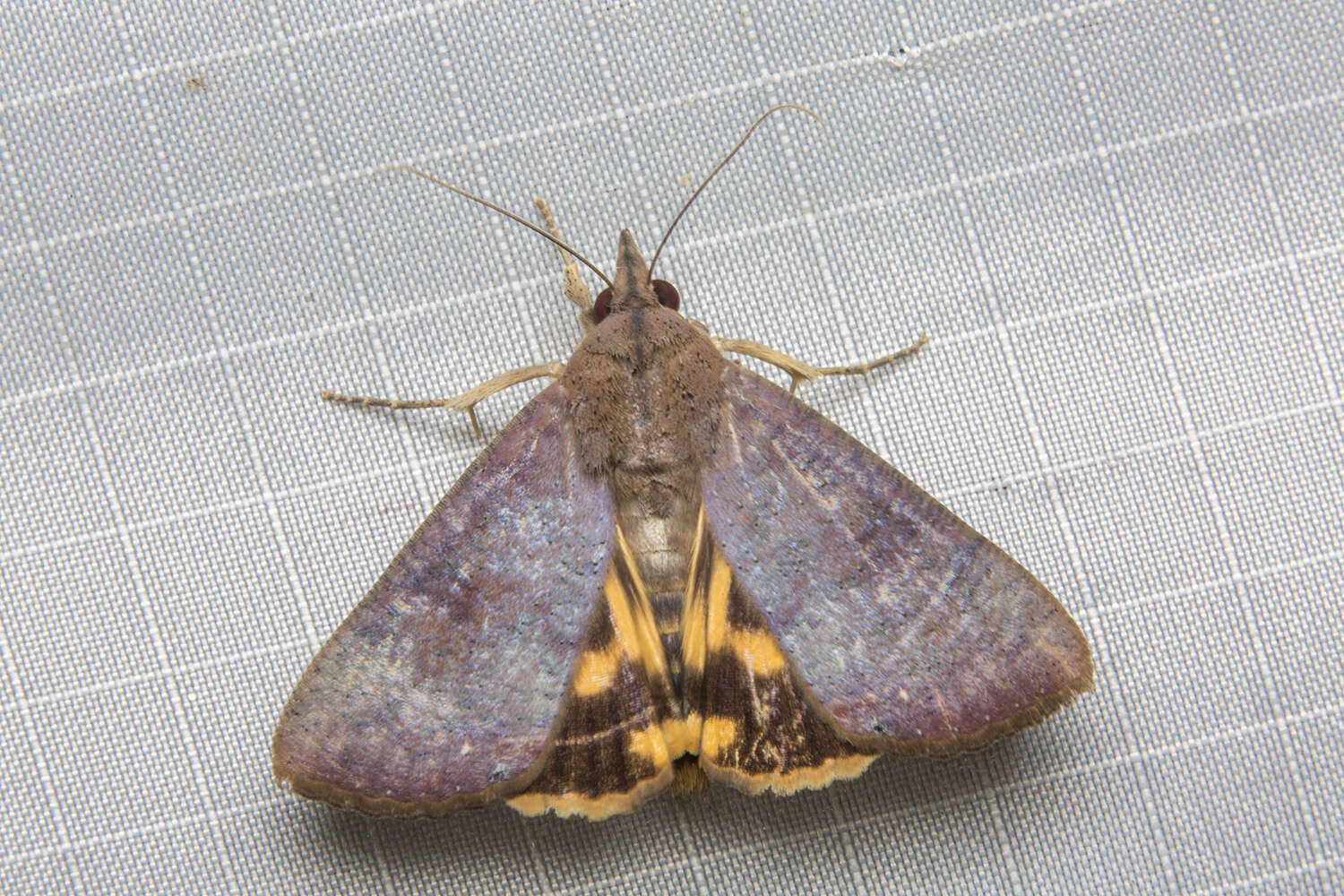 Слика од Hypocala violacea Butler 1879