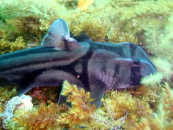 Image of Port Jackson Shark