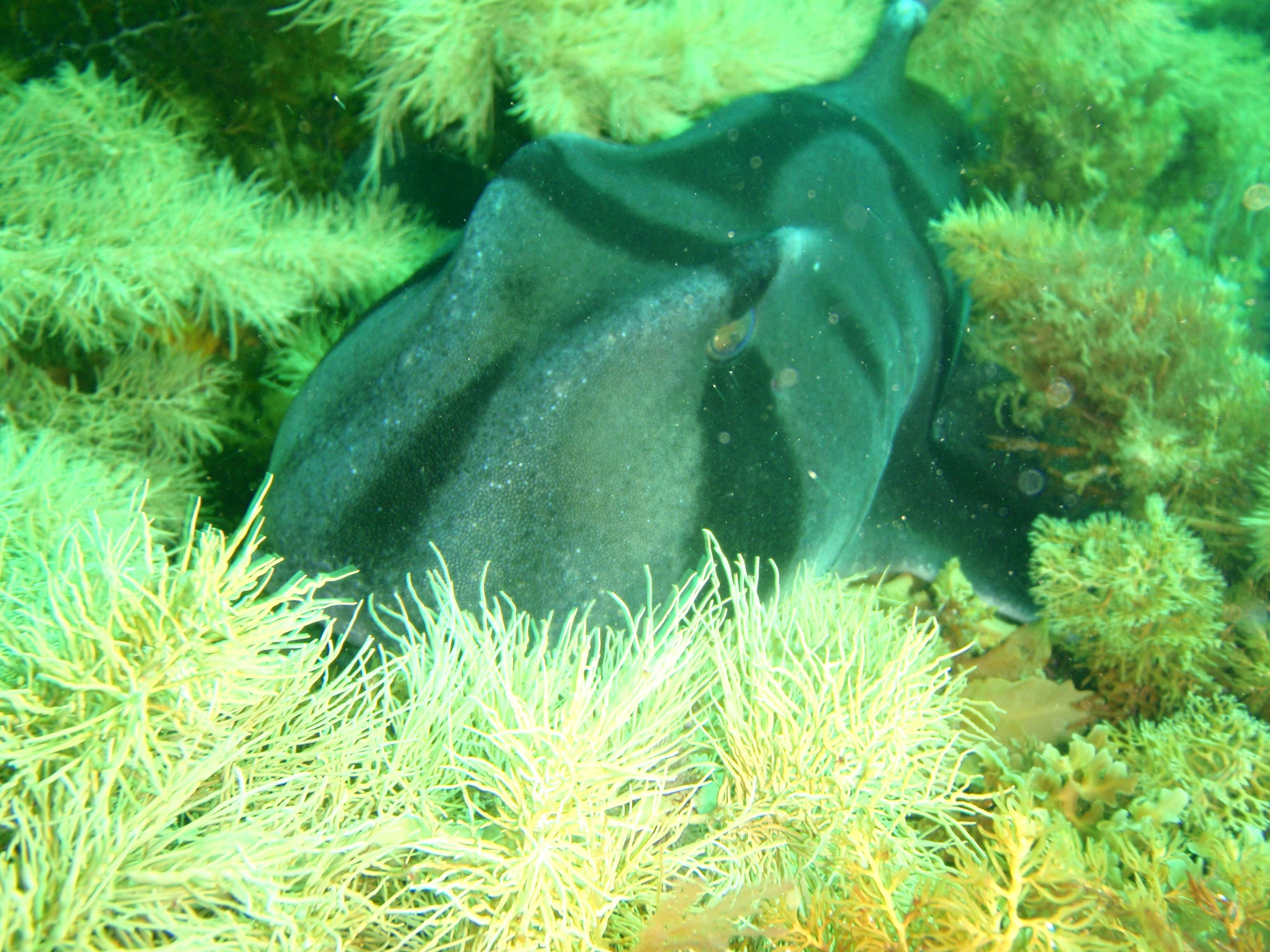 Image of Port Jackson Shark