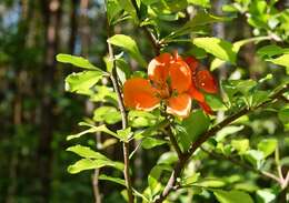 Image of flowering quince
