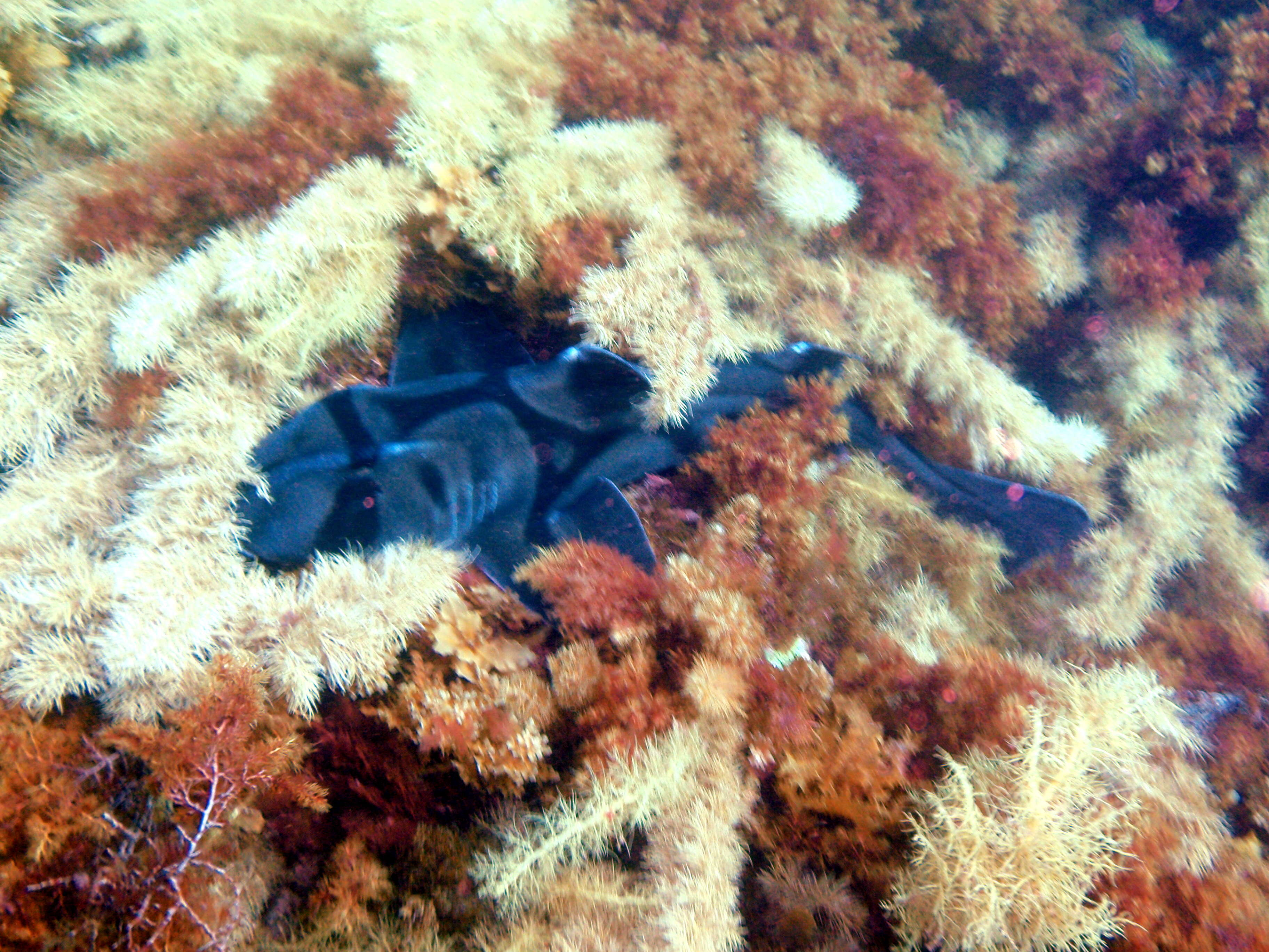 Image of Port Jackson Shark