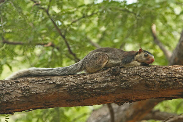 Image of Grizzled Giant Squirrel