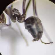 Image of Myrmecocystus semirufus Emery 1893