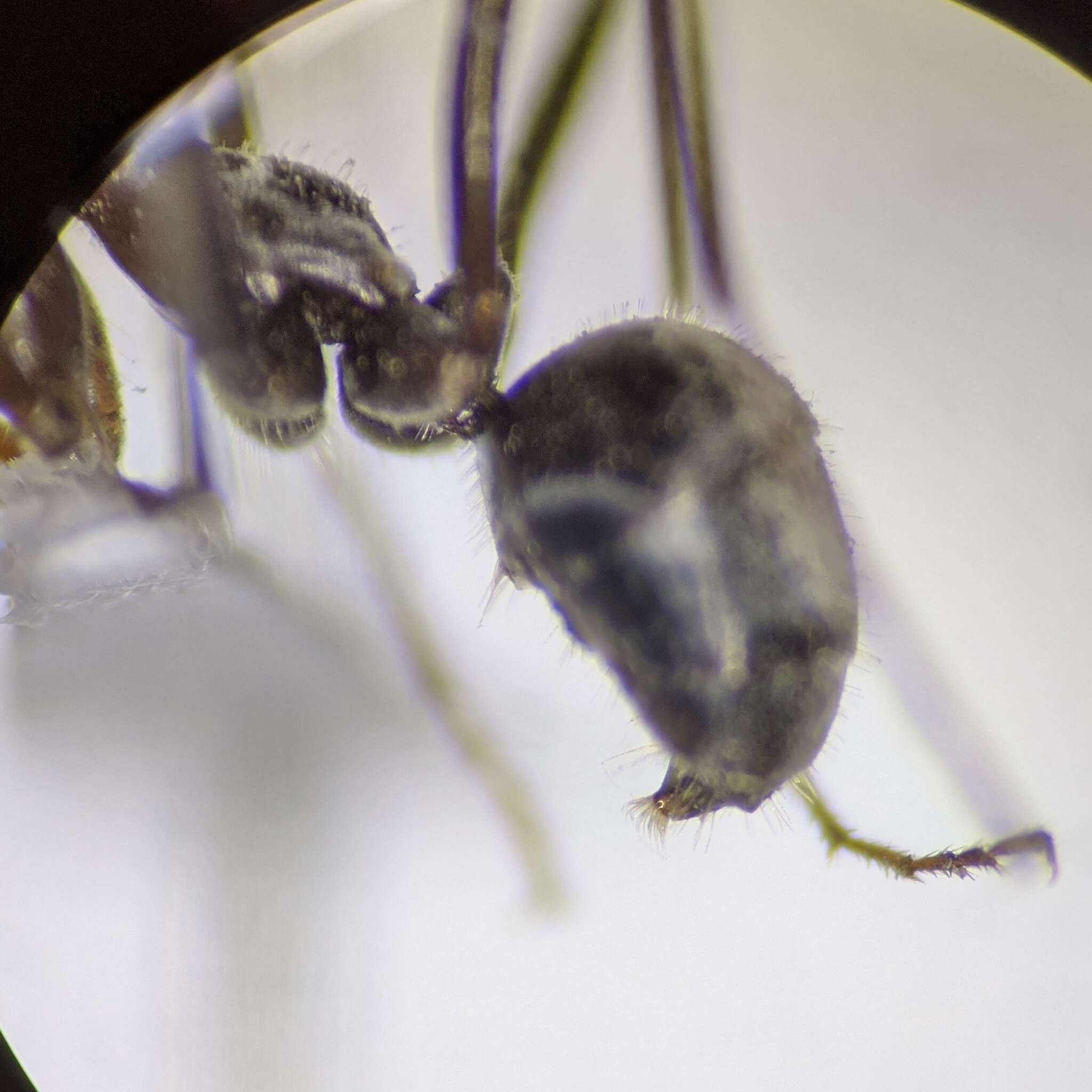 Image of Myrmecocystus semirufus Emery 1893