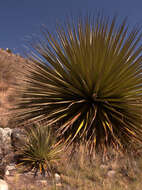 Image de Puya raimondii Harms