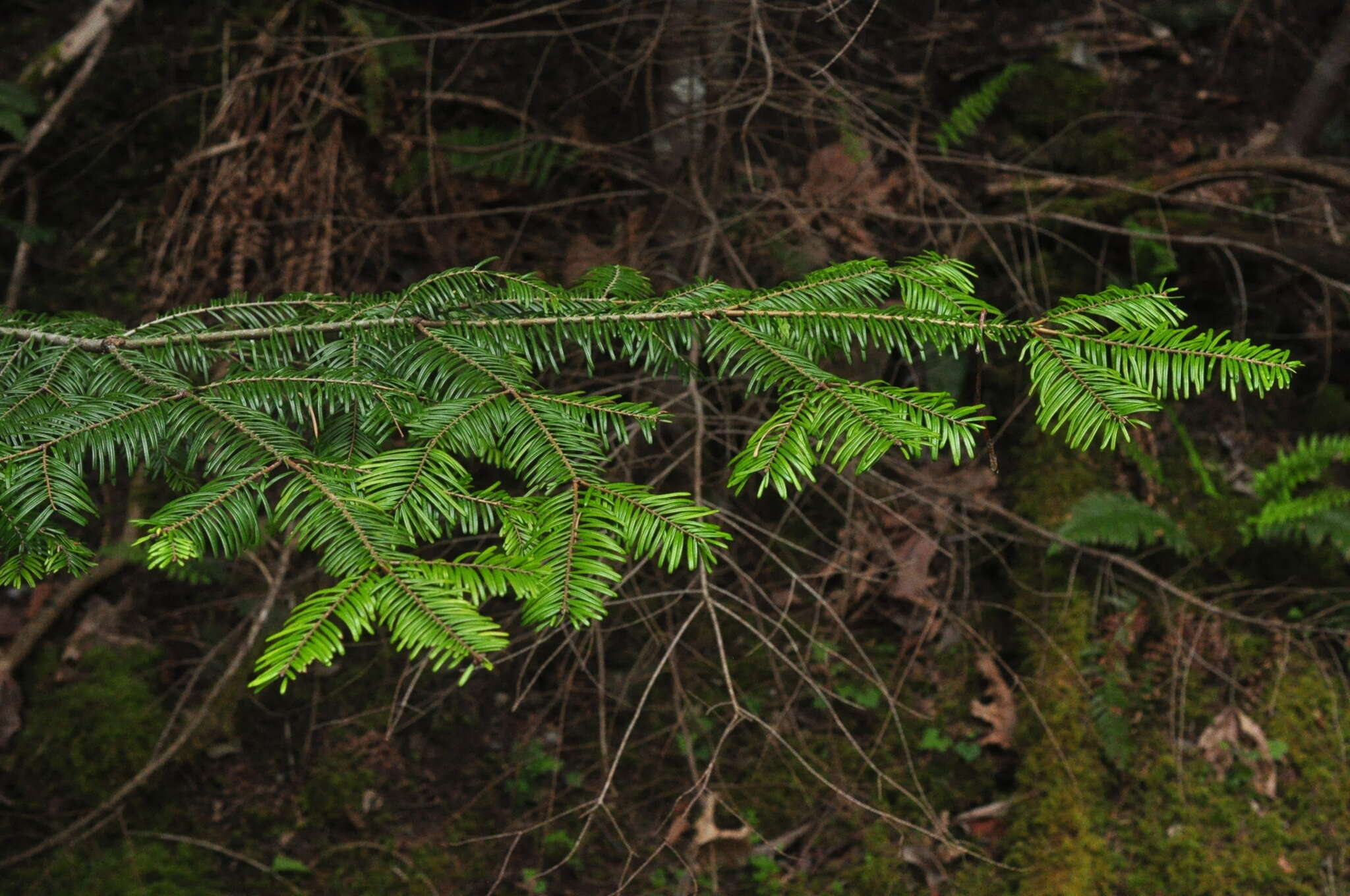 Imagem de Abies grandis (Douglas ex D. Don) Lindl.