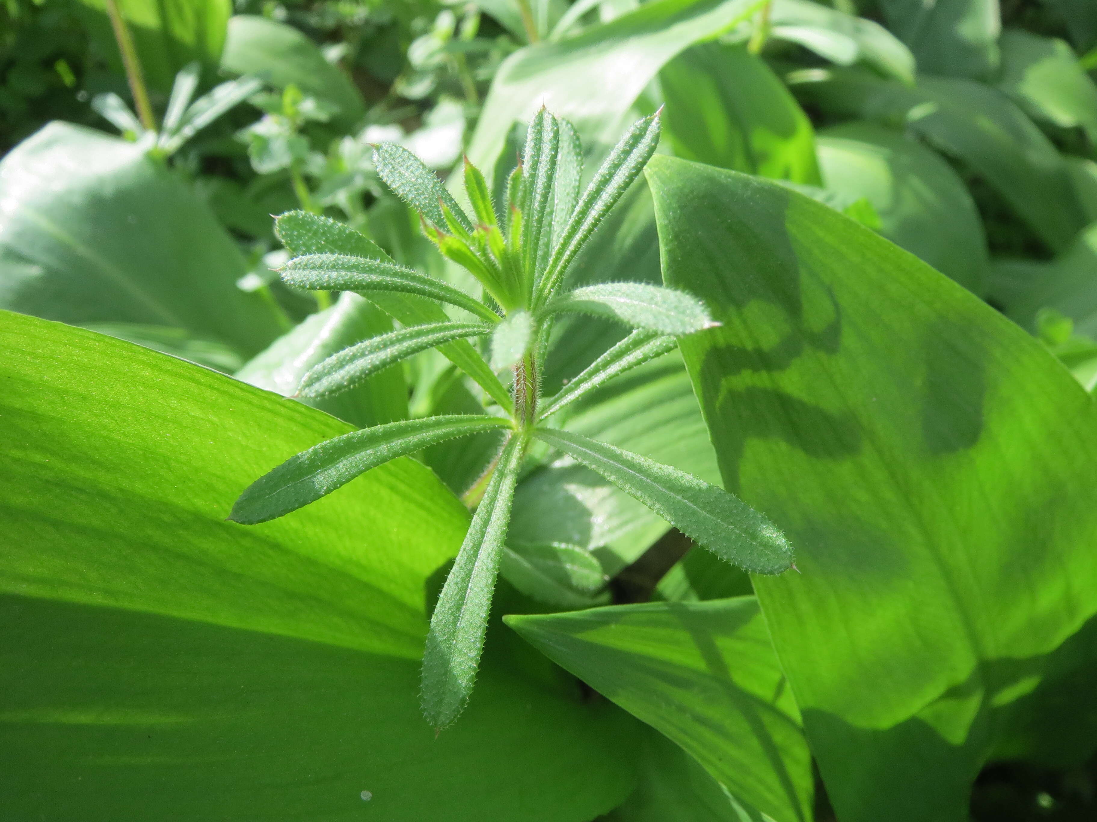 Image of Goosegrass