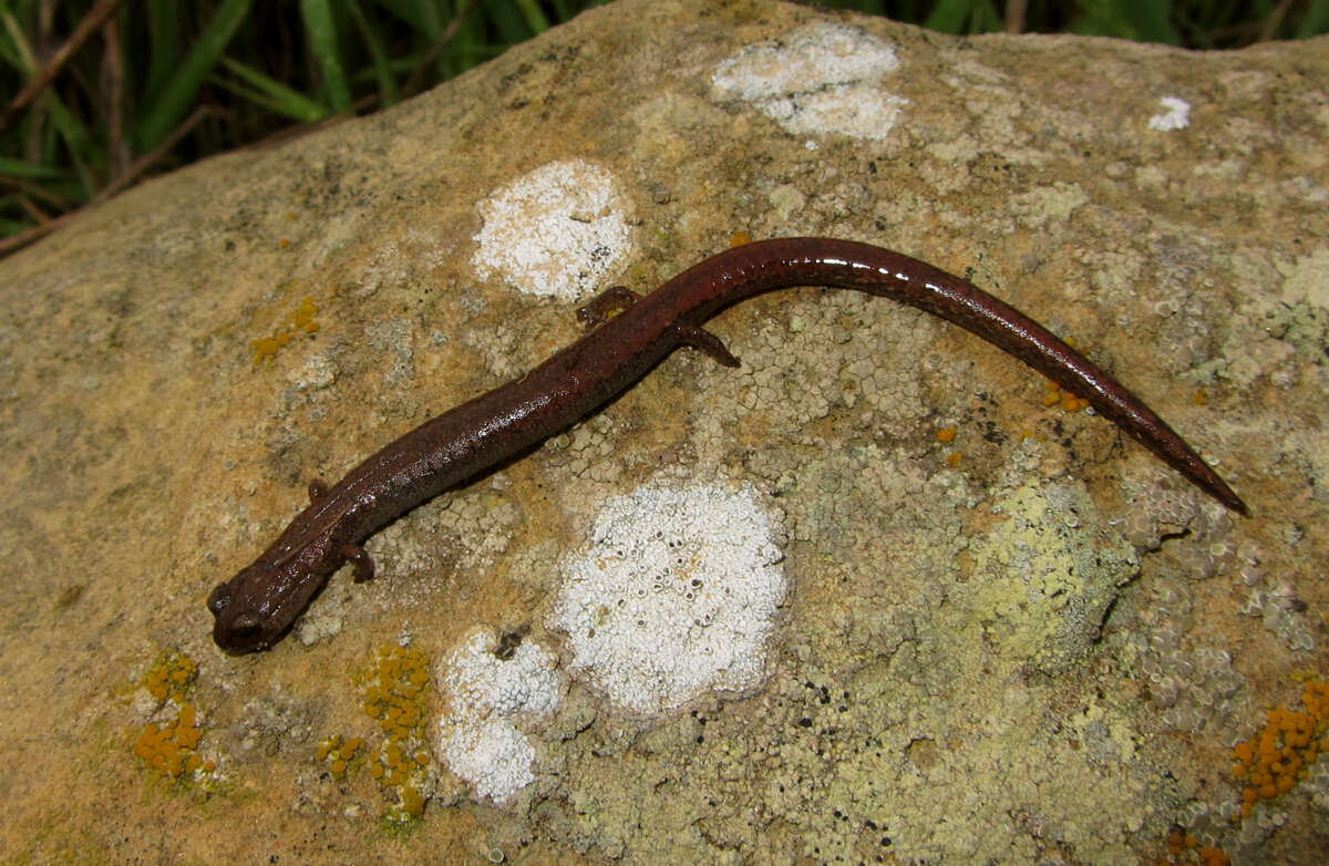 Image of Garden Slender Salamander