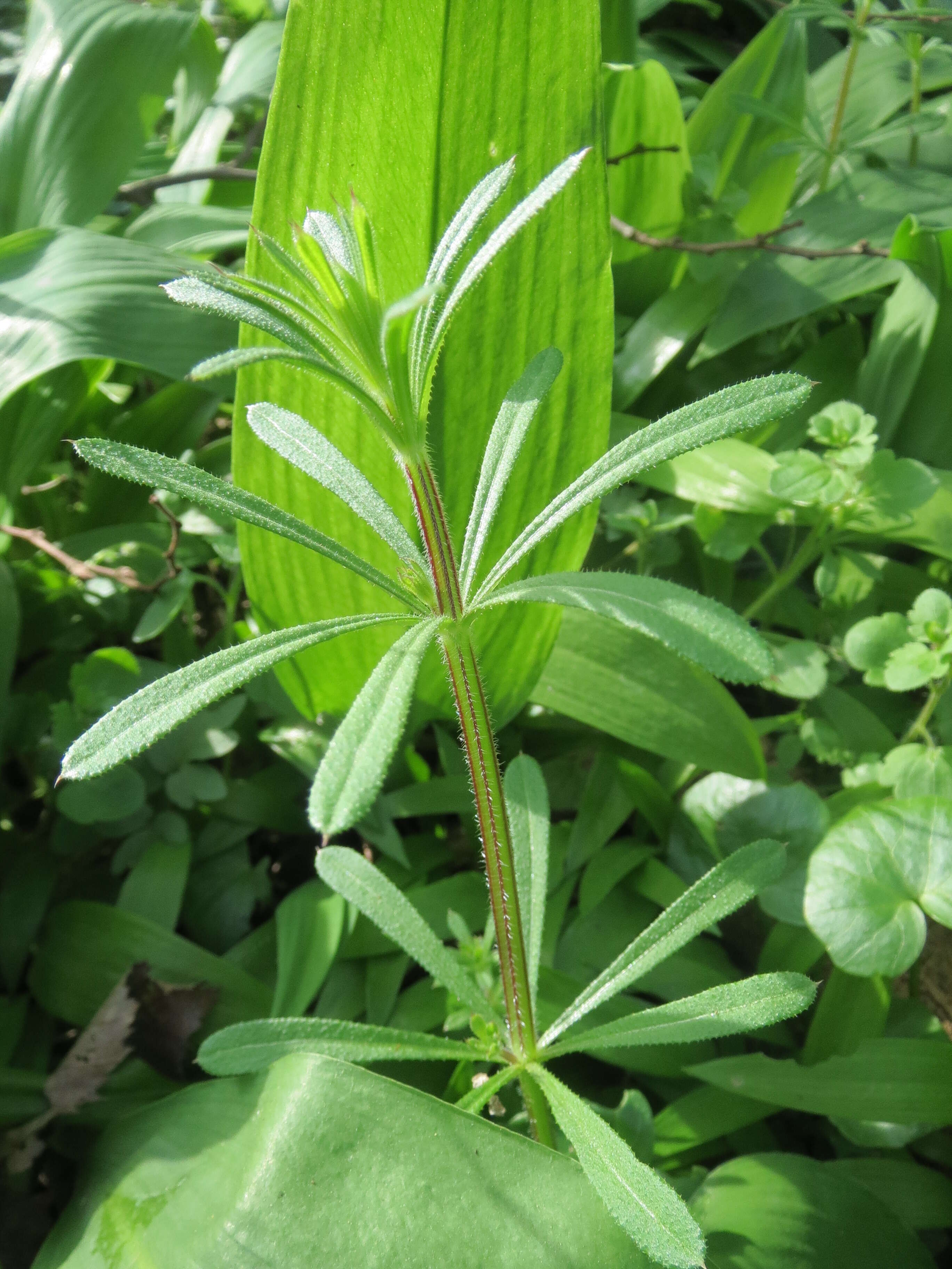 Image of Goosegrass