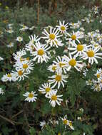 Plancia ëd Chrysanthemum occidentalijaponense (Nakai)