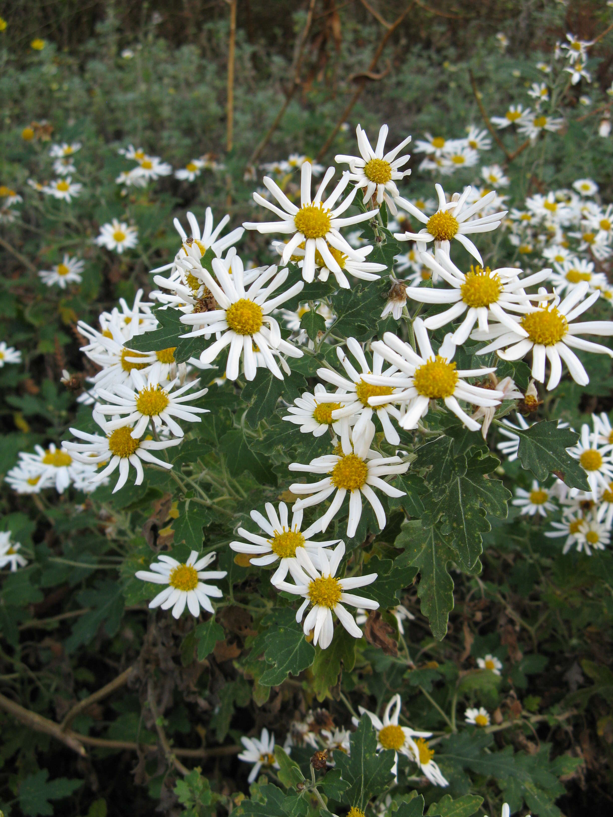 Plancia ëd Chrysanthemum occidentalijaponense (Nakai)