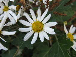 Plancia ëd Chrysanthemum occidentalijaponense (Nakai)