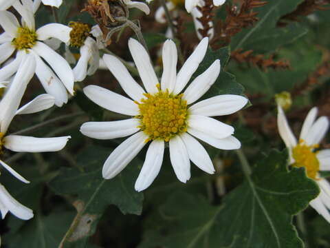 Plancia ëd Chrysanthemum occidentalijaponense (Nakai)