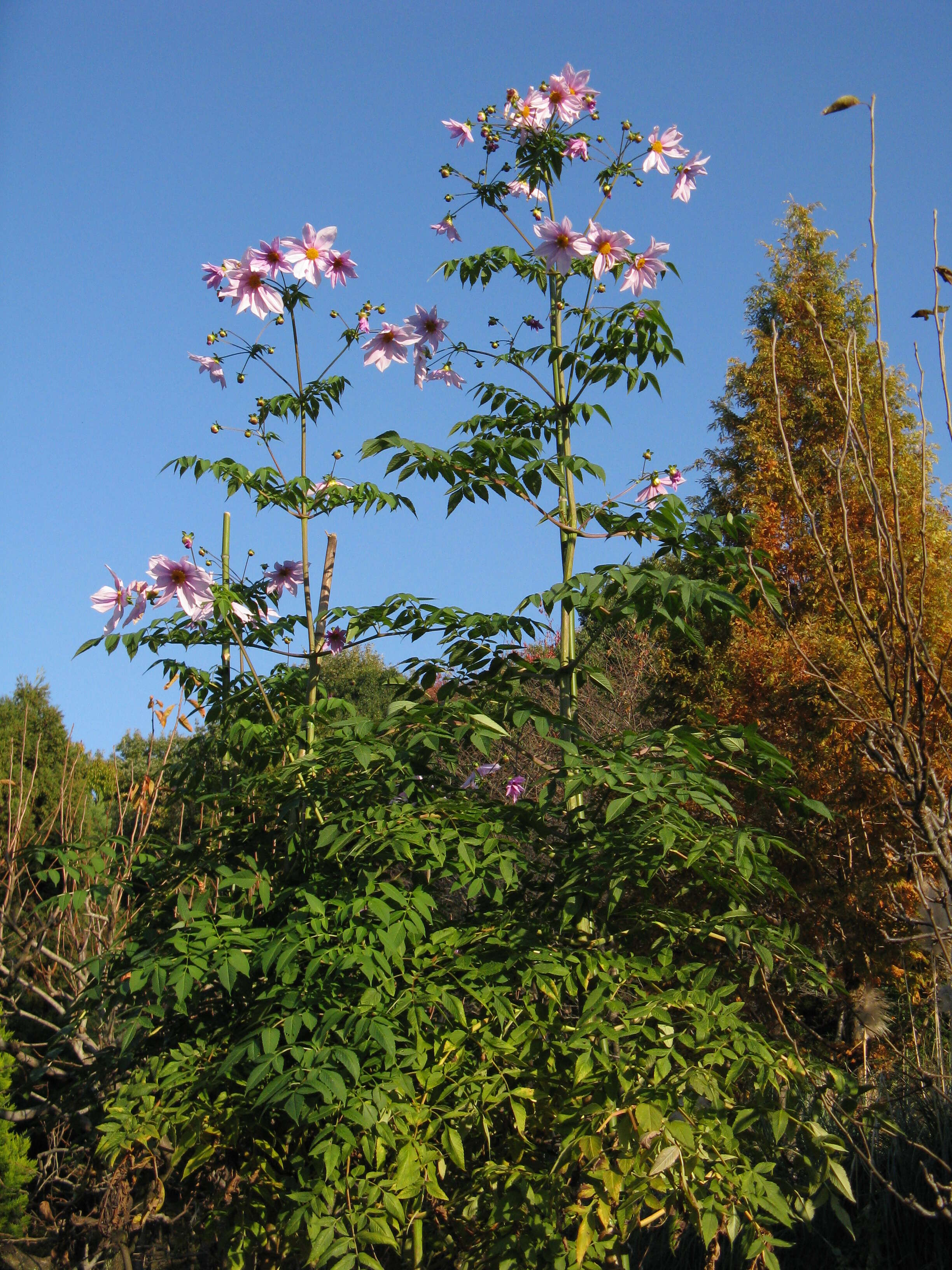 Image of Tree dahlia