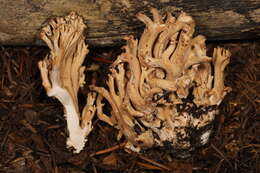 Ramaria caulifloriformis (Leathers) Corner 1970 resmi