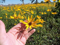 Image of swamp sunflower