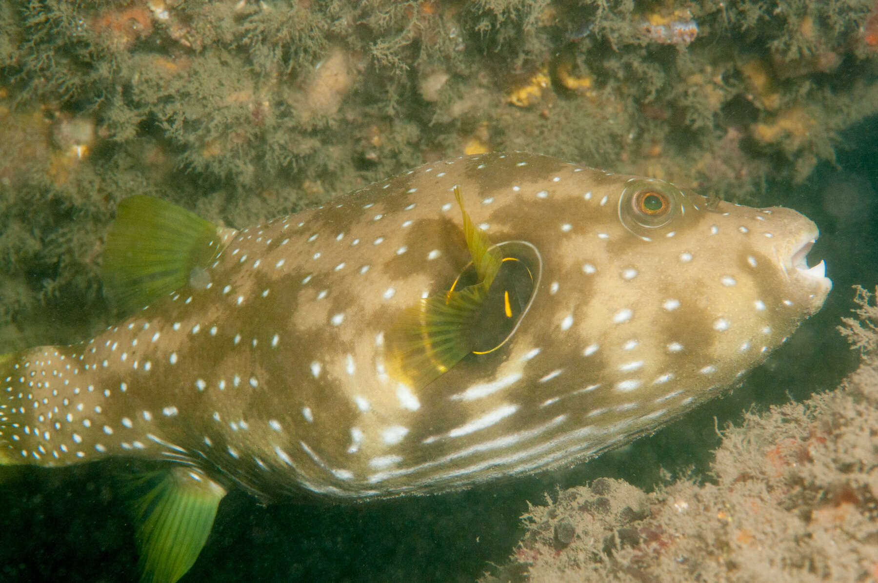 Image of Broadbarred Toadfish