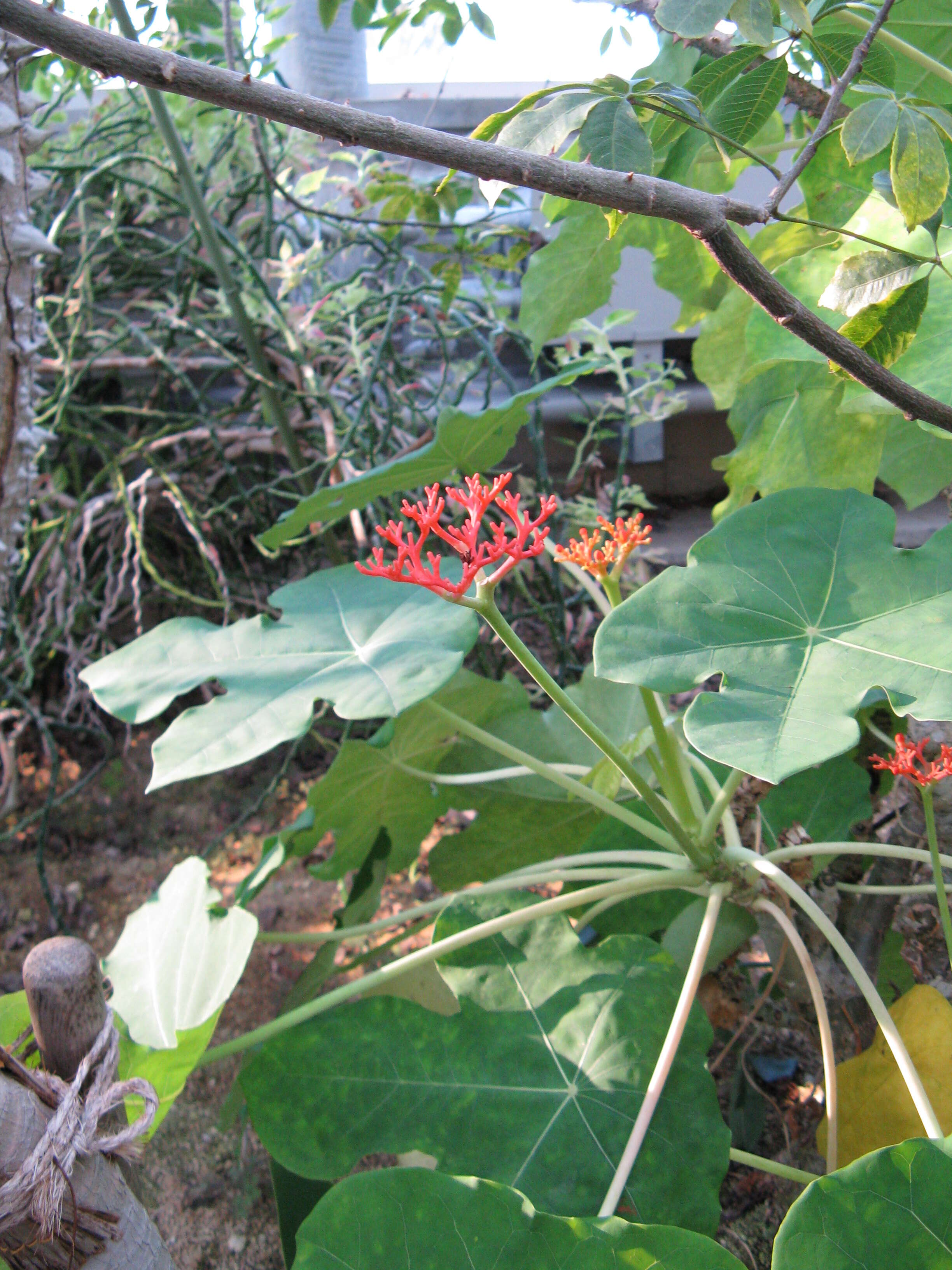 Image of goutystalk nettlespurge