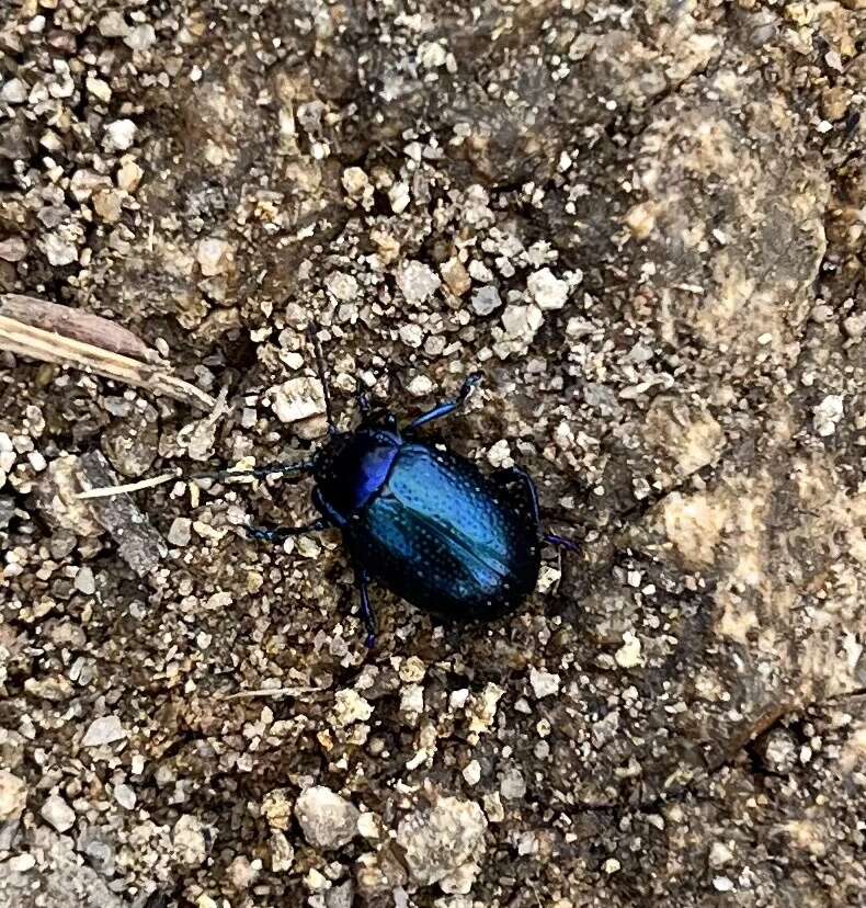 Image of Chrysolina (Allhypericia) schaefferi Brown 1962