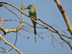 Image of Asian Green Bee-eater