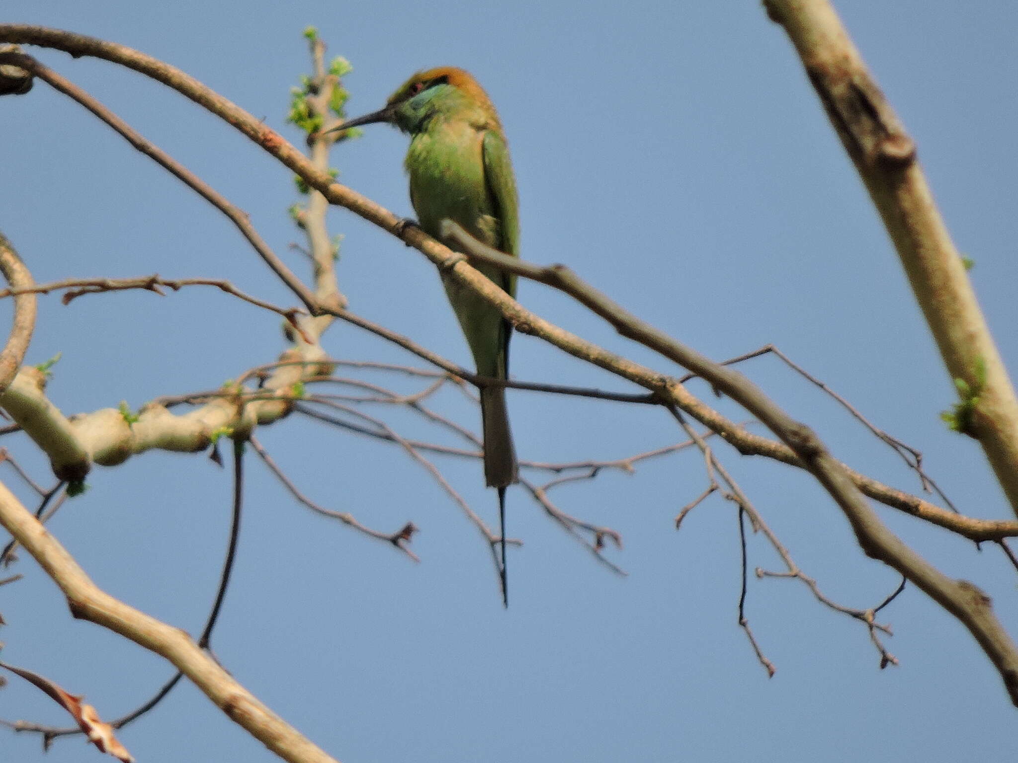 Image of Asian Green Bee-eater