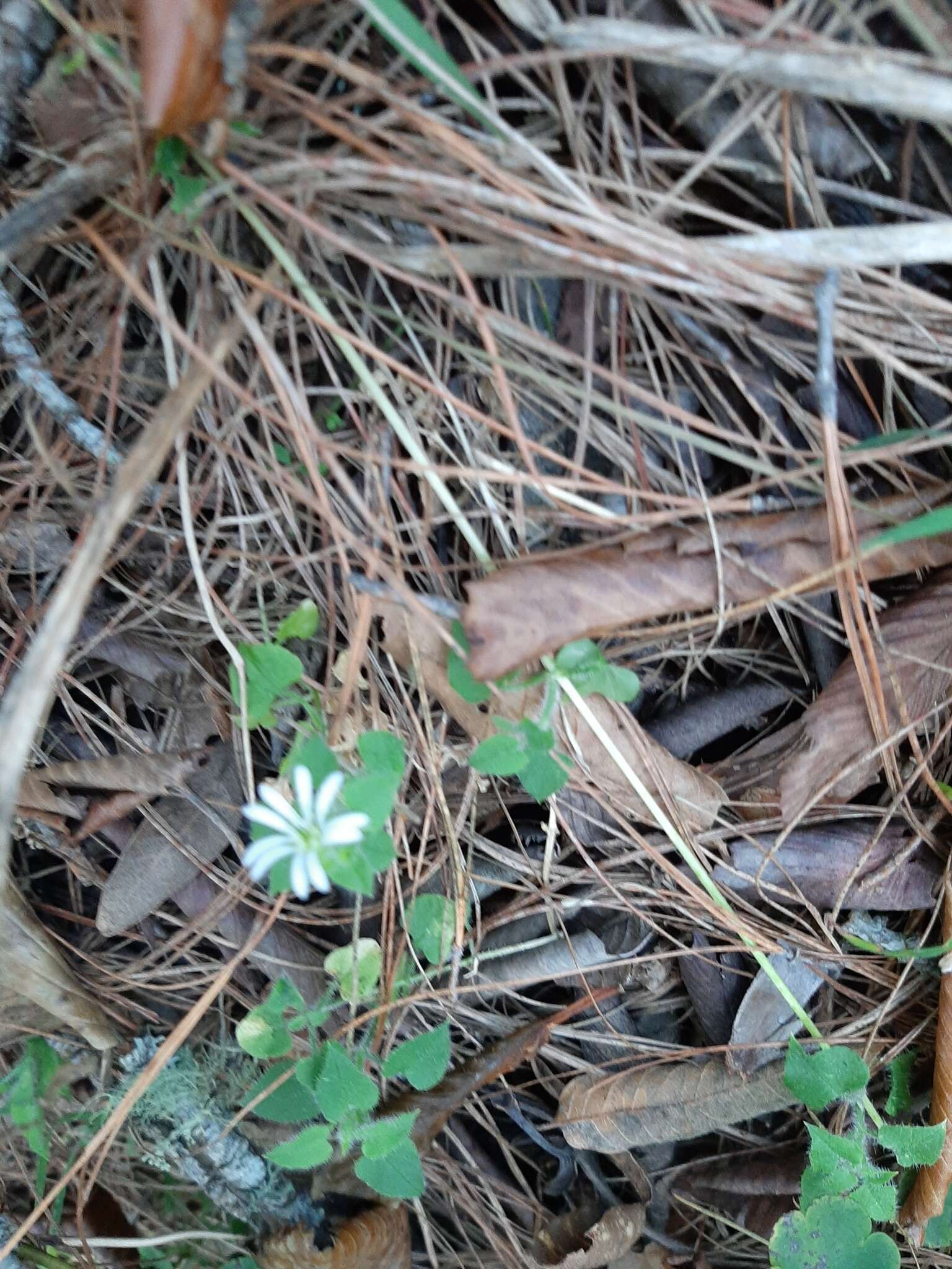 Imagem de Stellaria cuspidata Willd. ex Schltdl.