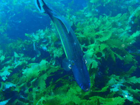 Image of Horse-shoe Leatherjacket