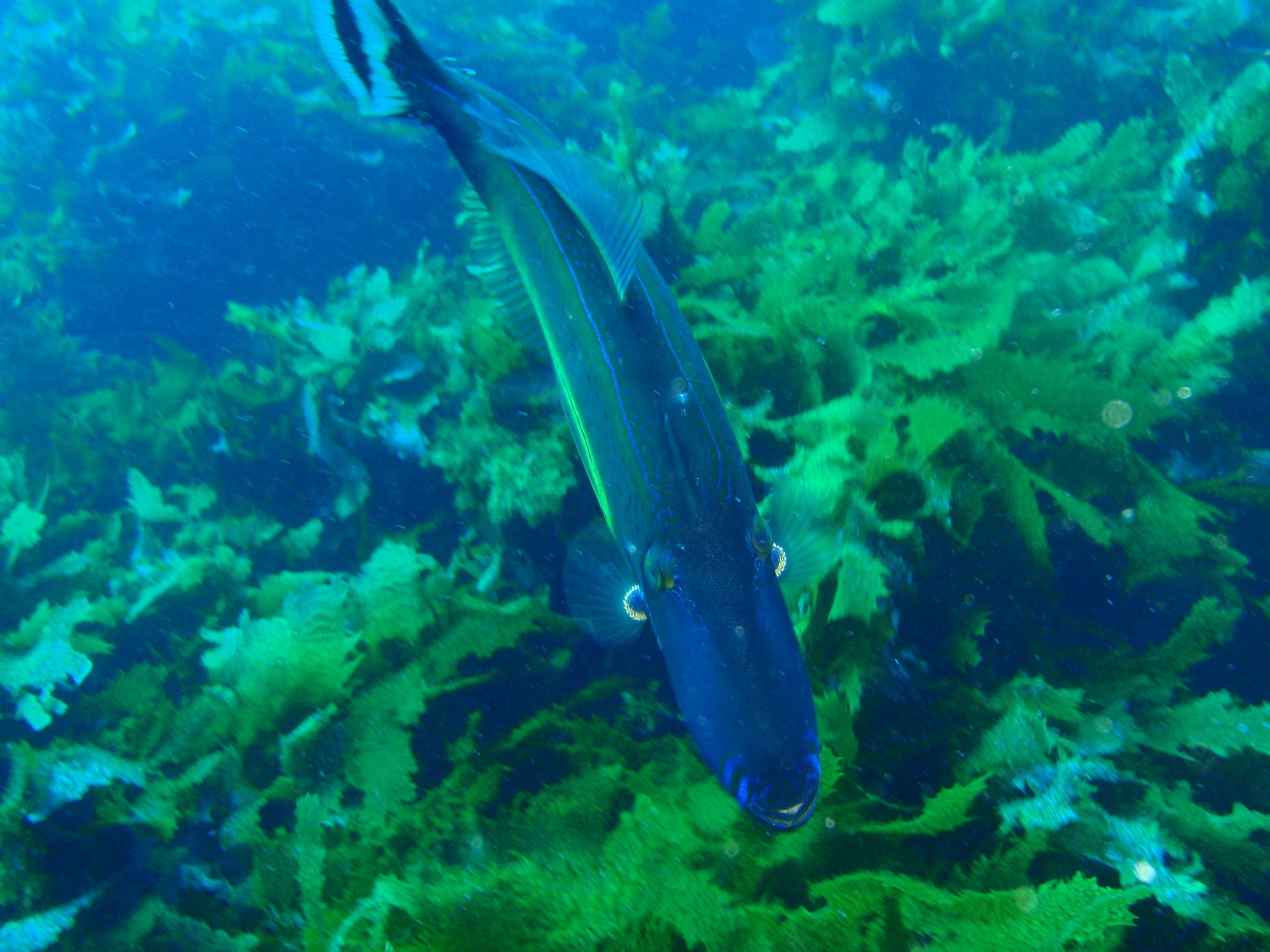 Image of Horse-shoe Leatherjacket