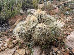 Image of Echinocereus engelmannii subsp. magnursensis