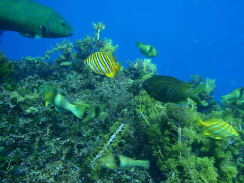 Achoerodus gouldii (Richardson 1843) resmi