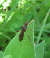 Image of Lupine Bug