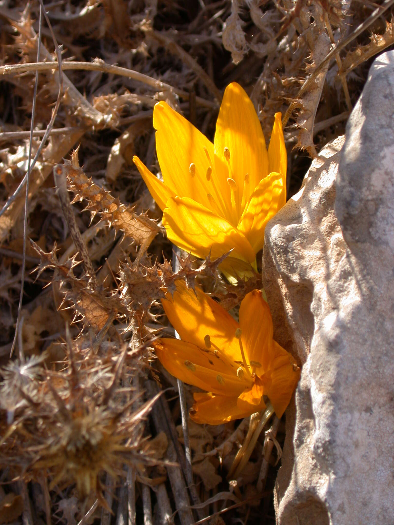 Image of Sternbergia clusiana (Ker Gawl.) Ker Gawl. ex Spreng.