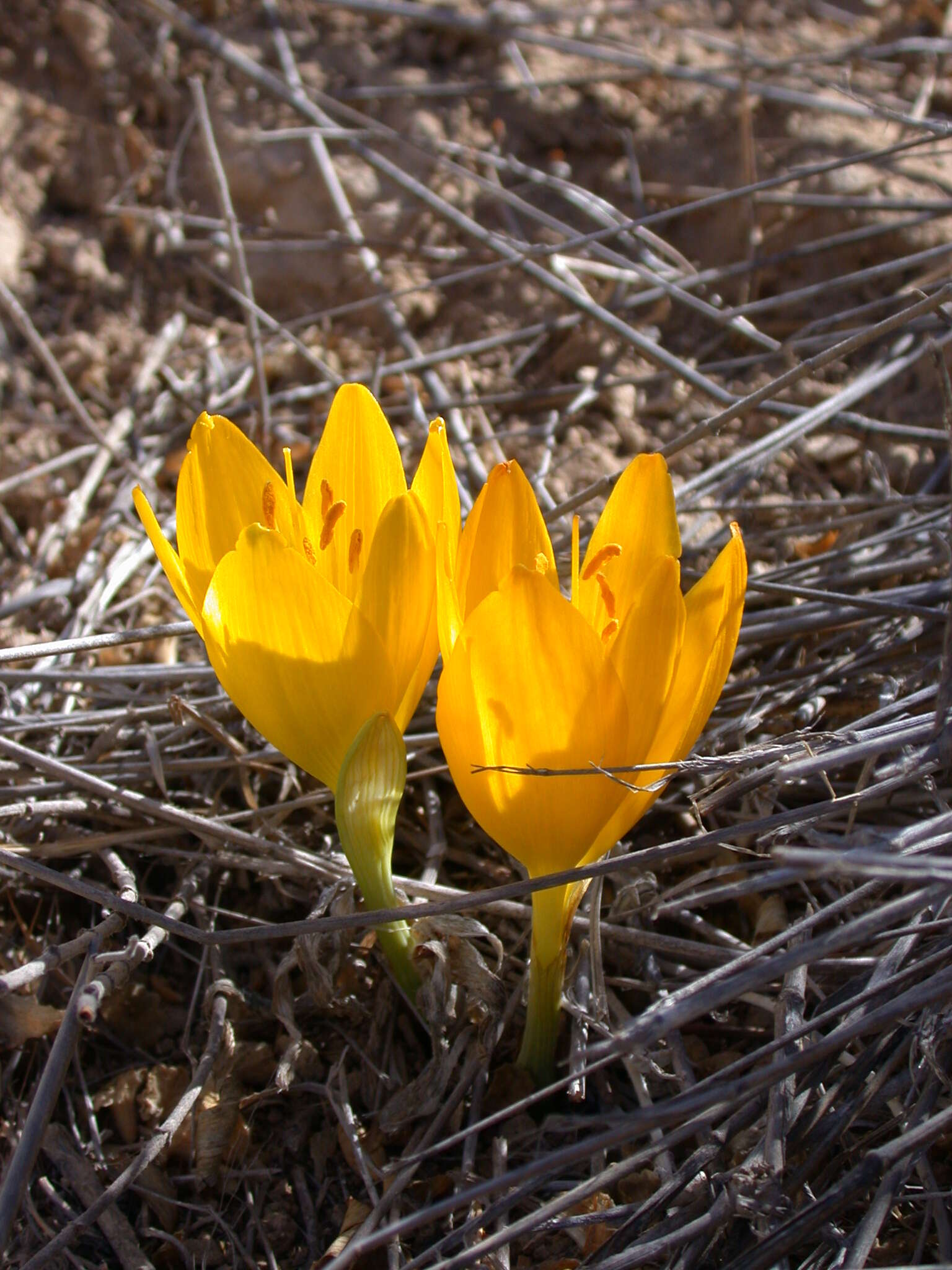 Image of Sternbergia clusiana (Ker Gawl.) Ker Gawl. ex Spreng.