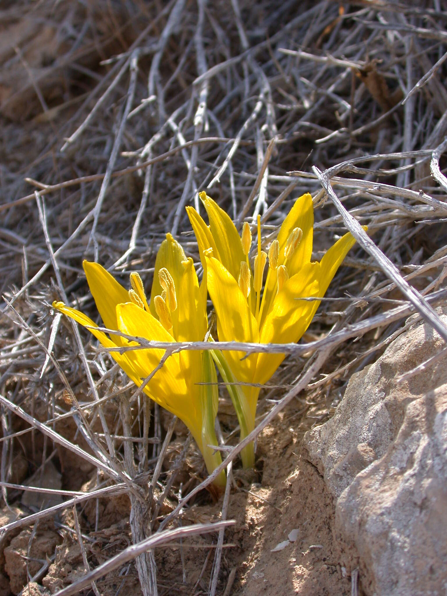 Image of Sternbergia clusiana (Ker Gawl.) Ker Gawl. ex Spreng.