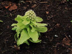 Image of Bog rhubarb