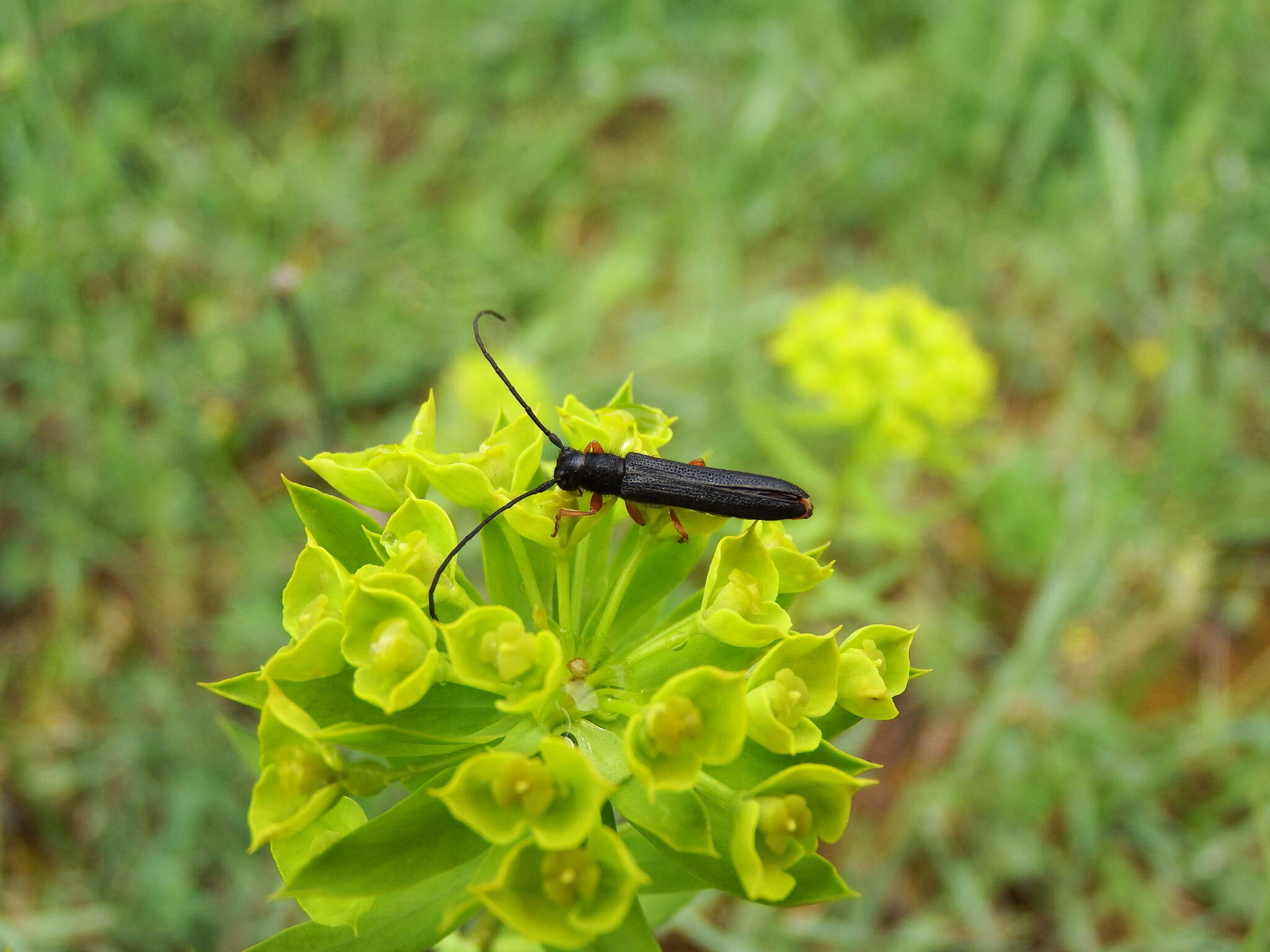 Image of Leafy Spurge Stem Boring Beetle