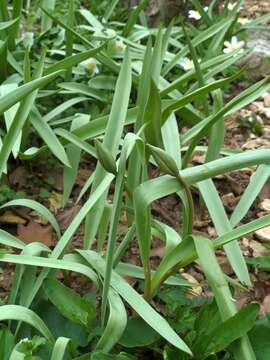 Image de tulipe sauvage