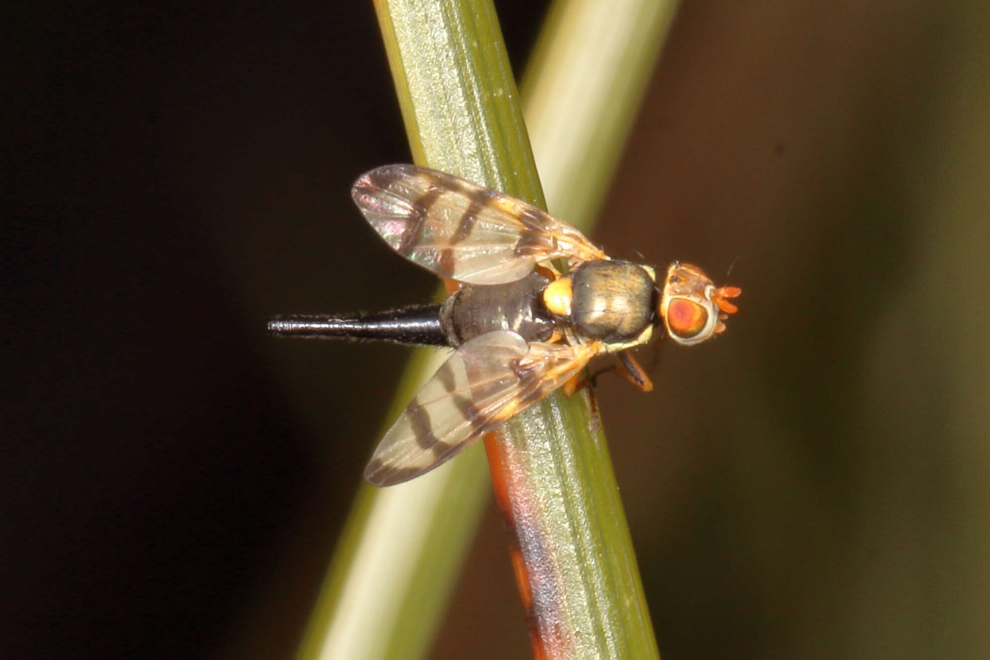 Imagem de Urophora solstitialis (Linnaeus 1758)