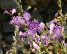 Слика од Penstemon sepalulus A. Nels.