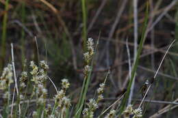 Plancia ëd Carex sterilis Willd.